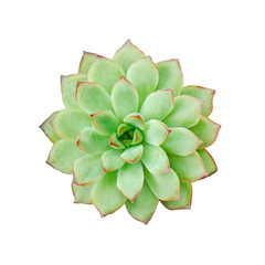 Top view of green reddish tip echeveria succulent flowering houseplants white background