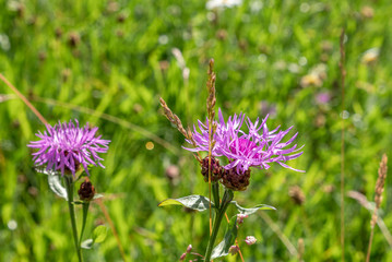 Wiesen-Flockenblume (Centaurea jacea)