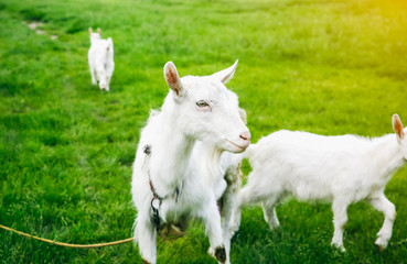 White goat with its babies on the grass. Domestic animals in the nature.