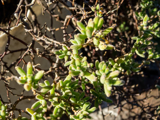 Thick tiny leaves in detail