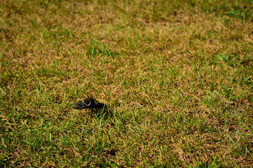 Black artificial feather on green yellow grass. Warm tone. Horizontal orientation.