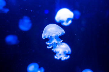 Cannonball jellyfish Stomolophus meleagris on blue background