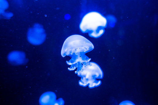 Cannonball Jellyfish Stomolophus Meleagris On Blue Background