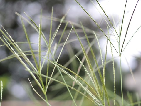 メヒシバの穂