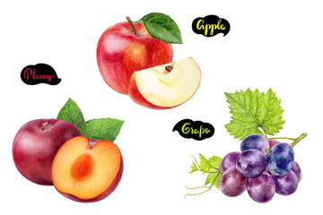 Apple grape plum set fruit watercolor isolated on white background