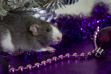  Symbol of the year. A gray mouse sits on a background of Christmas decorations and decorations of a silver-violet scale. Background for design..