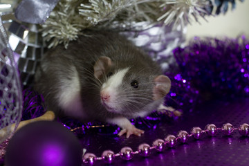 Fototapeta na wymiar Symbol of the year. A gray mouse sits on a background of Christmas decorations and decorations of a silver-violet scale. Background for design..
