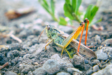 Locusts on the ground. Macro, close-up. Locust invasion. Selective focus