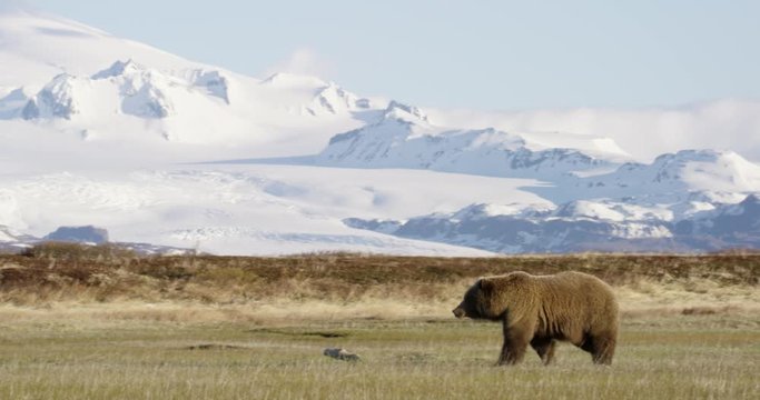 Alaskan Coastal Grizzly Brown Bear walks through grassy plains with epic snowy mountain backdrop. 4K RED.