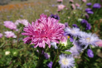 Closeup of pink flower head of China aster