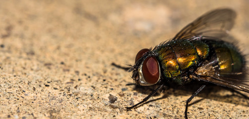 Golden Fly Macro