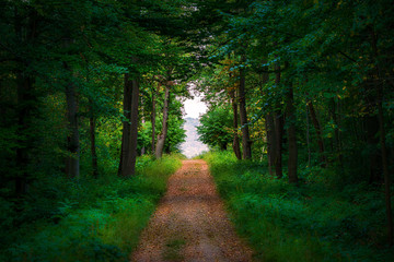Straight path into a clearing of a mystical forest © DZiegler