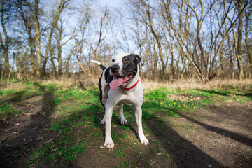 Dog walk in the woods