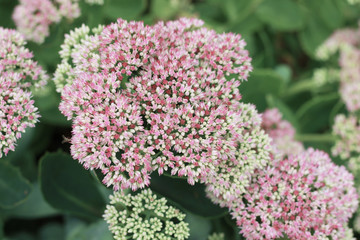 beautiful pink stonecrop flowers in the park