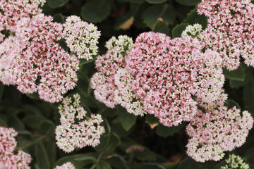 Fototapeta premium beautiful pink stonecrop flowers in the park