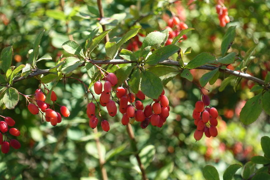 Horizonatl branch of common barberry with red berries in autumn