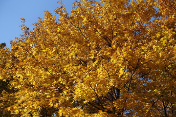 Fototapeta premium Amber yellow autumnal foliage of maple against blue sky