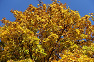 Crown of maple with colorful autumnal foliage against blue sky in October