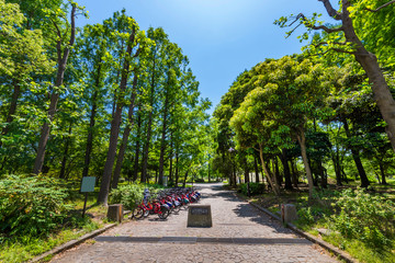 新緑の猿江恩賜公園の風景