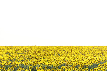 Obraz premium Yellow field of flowers of sunflowers against a light, almost white sky