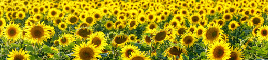 Obraz premium Panorama Yellow flowers of sunflowers on the field