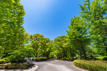 新緑の猿江恩賜公園の風景