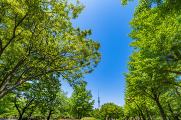新緑の猿江恩賜公園の風景