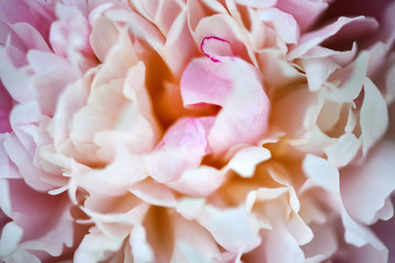 Blurry photo. Macro photo of a pink peony. Peony Flower. Flower bloom.