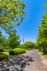 新緑の猿江恩賜公園の風景