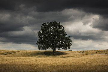 Lonely tree in a Masurian field and storm clouds somewhere in Poland