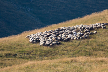 Large flock of sheep in a mountain grassland