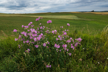 Flowers on the masurian meadows, Poland