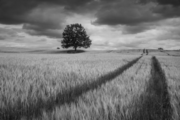 Lonely tree in a Masurian field and storm clouds somewhere in Poland