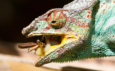 Panther chameleon Furcifer pardalis, hunting