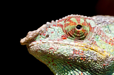 Panther chameleon Furcifer pardalis, portrait