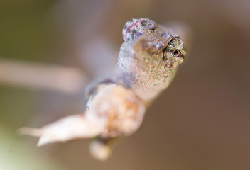 Panther chameleon Furcifer pardalis, portrait