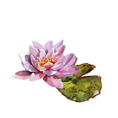 Water lily leaves and flowers bouquet. Hand drawing watercolor pink and purple and green flowers ornament