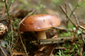 Imleria badia under beech and oak. Between mess of forest. Eaten mushroom was founded. Picker must now cleans the baby and put into backet. Mushrooms season start right now