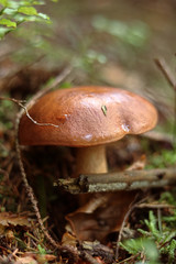 Hard founded brown mushroom called Imleria badia or bay bolete in forest. Viscipellis badia was founded between old leaves, needle and branches. Bay bolete has wonderful slimy cap