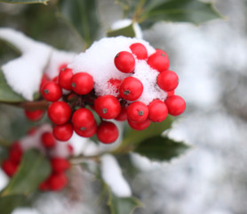Symbol of Christmas in Europe. Closeup of holly beautiful red berries and sharp leaves on a tree in cold winter weather.