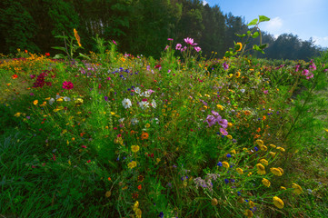 Summer flowers in a garden at the forest edge.