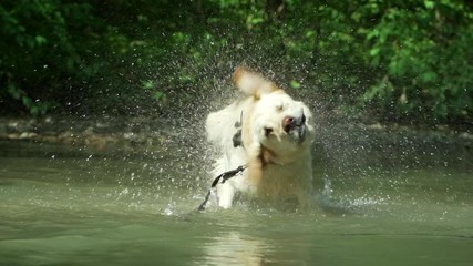 Adult labrador bathes in river and enjoys nature. Funny animal. Wet dog shaking 