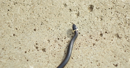 snake young on a concrete slab in the city