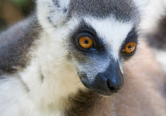 Ring-tailed lemur, lemur catta