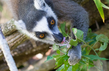 Ring-tailed lemur, lemur catta, searching for food