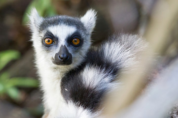 Ring-tailed lemur, lemur catta