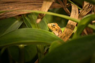 Brown Lizard