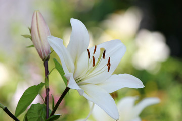 Fototapeta premium Bouquet Lilys background.