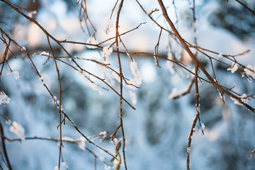 Beautiful winter image of nature. Branches of tree are covered with hoarfrost.