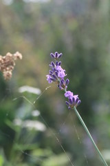 Lavendelblüte mit Spinnwebe